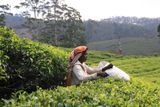 Tea pickers