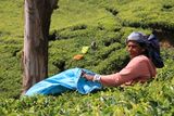 Tea pickers