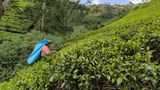 Tea pickers