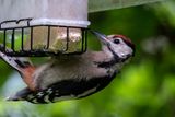 Great Spotted Woodpecker 3 
