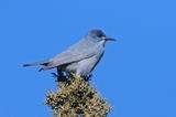 Pinyon Jay