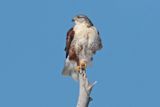 Ferruginous Hawk
