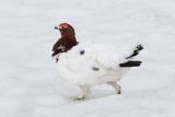 Willow Ptarmigan