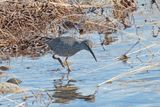 Wandering Tattler