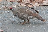 Spruce Grouse