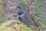 Spruce Grouse