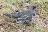 Spruce Grouse