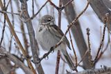 Sagebrush Sparrow