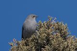 Townsends Solitaire