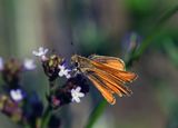 Southern Skipperling