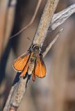 Southern Skipperling