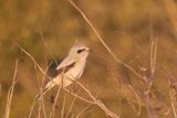 Northern Shrike