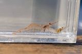 Grass Shrimp (Palaemonetes species)