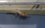 Grass Shrimp (Palaemonetes species)