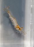 Grass Shrimp (Palaemonetes species)