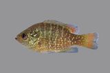 Bantam Sunfish