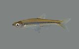 Ribbon Shiner
