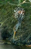 Limpkin