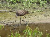Limpkin