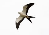 Swallow-tailed Kite
