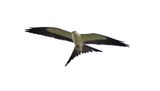 Swallow-tailed Kite