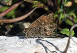 Dorantes Longtail