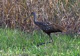 Limpkin