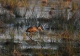 Limpkin