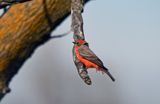 Vermilion Flycatcher