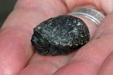 Mississippi Mud Turtle (Hatchling)