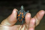 Mississippi Mud Turtle (Hatchling)