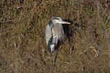 Great-Blue Heron