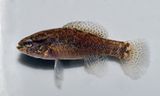 Banded Pygmy Sunfish