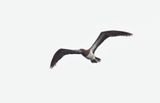 Brown Booby