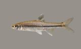 Pugnose Minnow