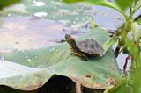 Red-eared Slider (juv.)