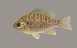 Redear Sunfish