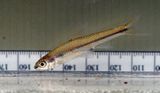Pallid Shiner