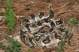 Timber Rattler