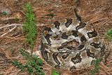Timber Rattler