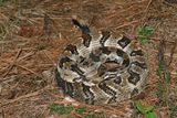 Timber Rattler