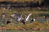 White Ibis