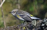 Yellow-rumped Warbler