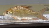 Smallmouth Buffalo