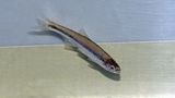 Ribbon Shiner
