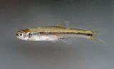 Ribbon Shiner