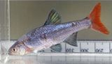 Redfin Shiner