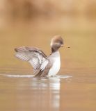 Hooded MerGanser  --  Harle Couronne