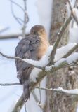 Coopers Hawk  --  Epervier De Cooper