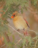 Northern Cardinal  --  Cardinal Rouge